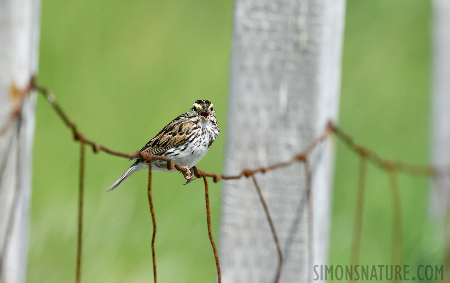 Passerculus sandwichensis labradorius [400 mm, 1/4000 Sek. bei f / 8.0, ISO 1600]